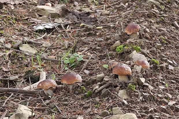 hríb smrekový Boletus edulis Bull.