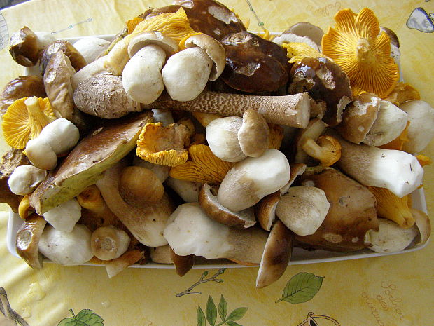 hríb smrekový Boletus edulis Bull.