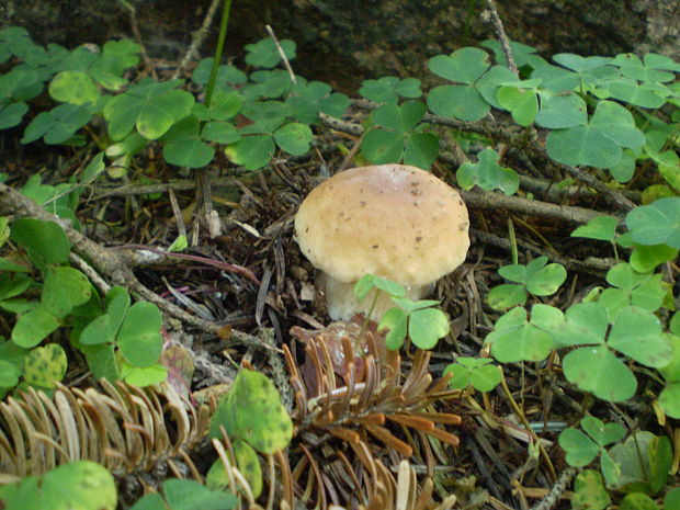 hríb smrekový Boletus edulis Bull.