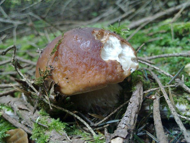 hríb smrekový Boletus edulis Bull.