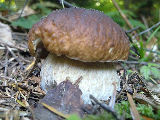 hríb smrekový Boletus edulis Bull.