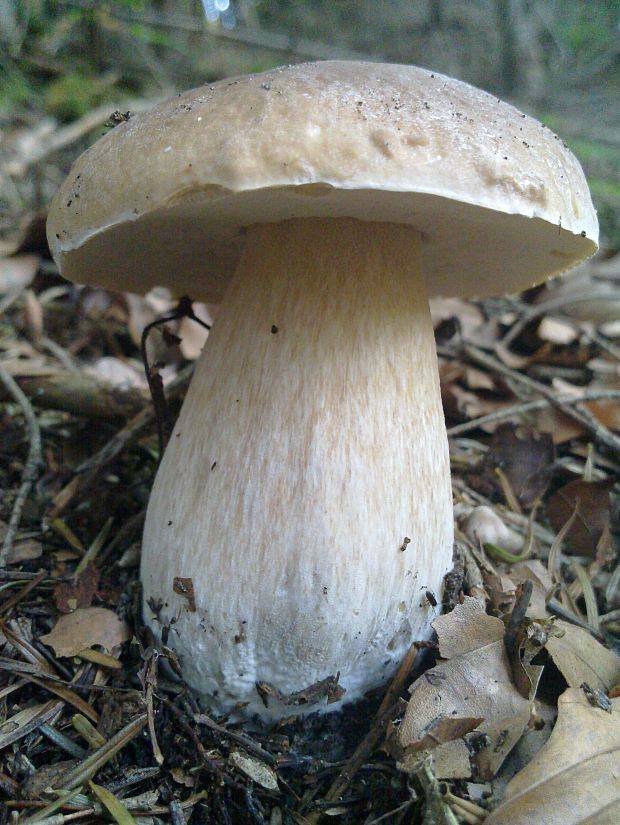 hríb smrekový Boletus edulis Bull.