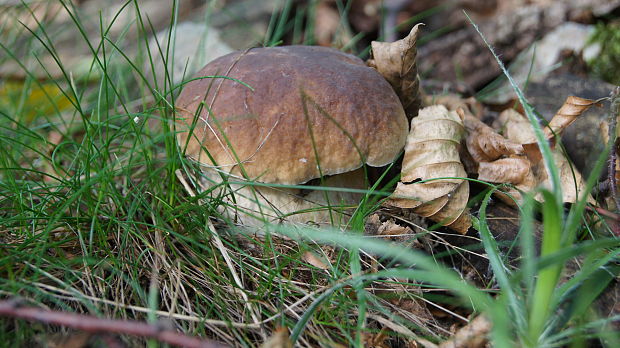 hríb smrekový Boletus edulis Bull.