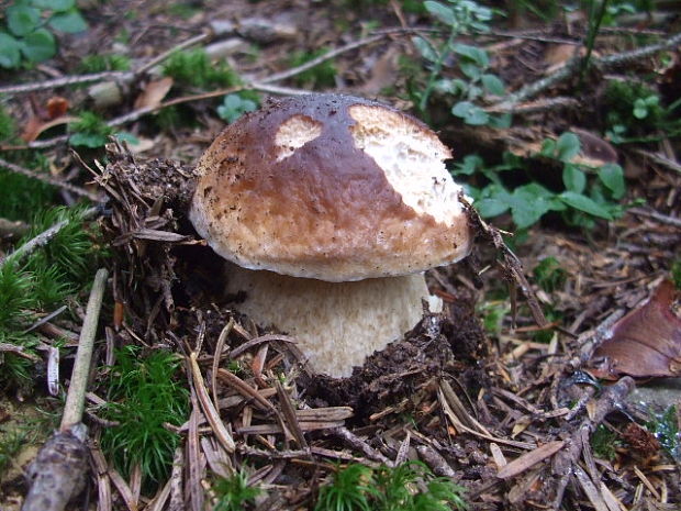 hríb smrekový Boletus edulis Bull.