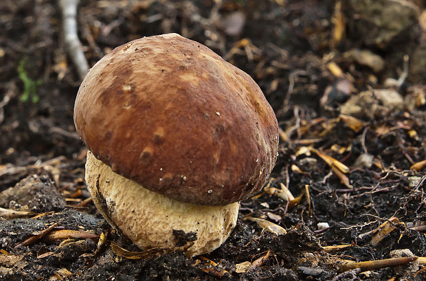 hríb sosnový Boletus pinophilus Pil. et Dermek in Pil.