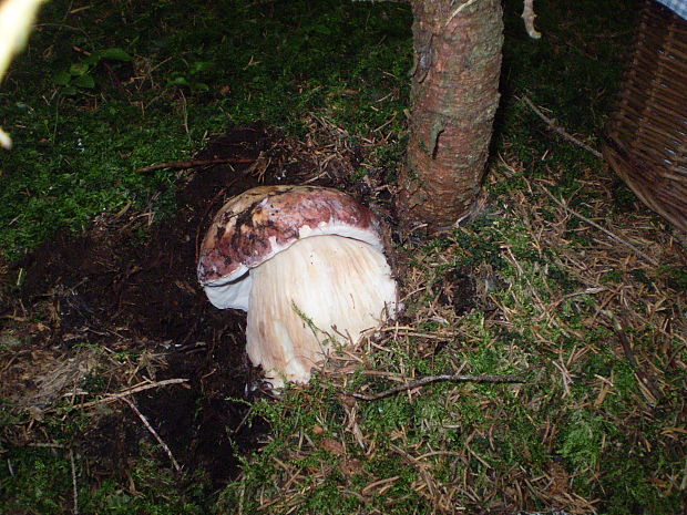 hríb sosnový Boletus pinophilus Pil. et Dermek in Pil.