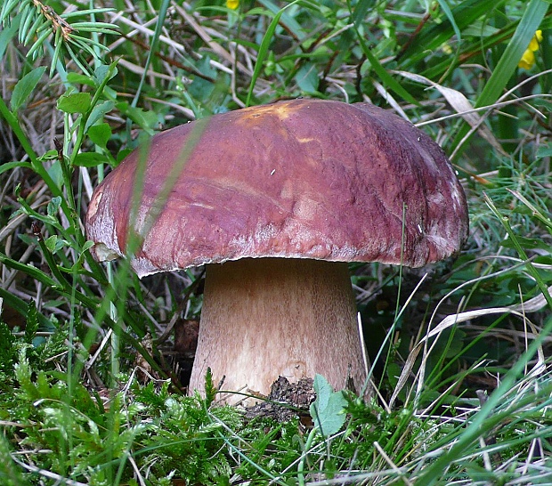 hríb sosnový Boletus pinophilus Pil. et Dermek in Pil.