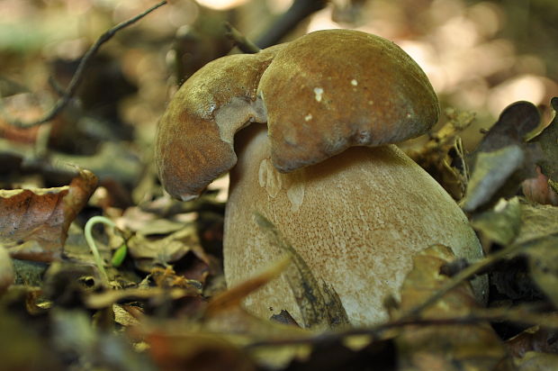 hríb dubový Boletus reticulatus Schaeff.