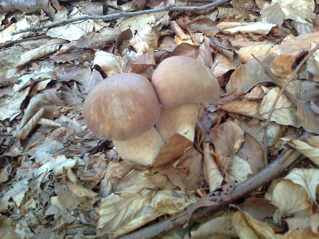 hríb dubový Boletus reticulatus Schaeff.