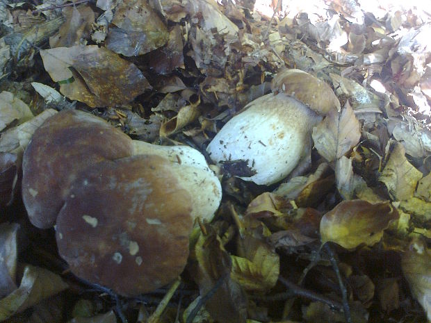 hríb dubový Boletus reticulatus Schaeff.