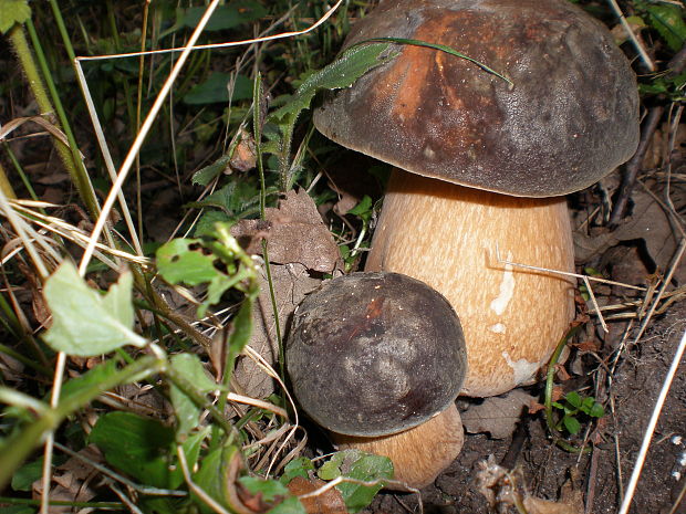 hríb bronzový Boletus reticulatus Schaeff.