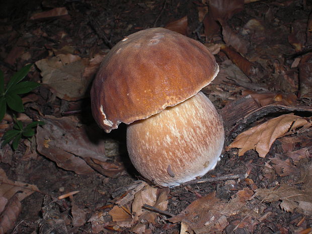 hríb dubový Boletus reticulatus Schaeff.