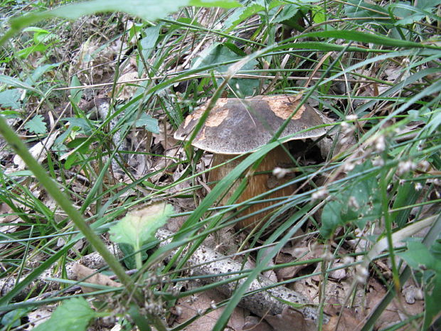 hríb dubový Boletus reticulatus Schaeff.