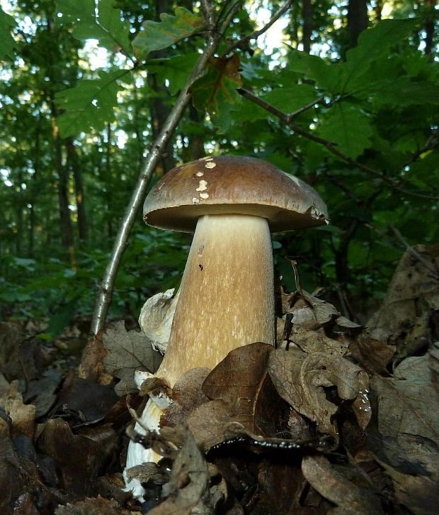 hríb dubový Boletus reticulatus Schaeff.