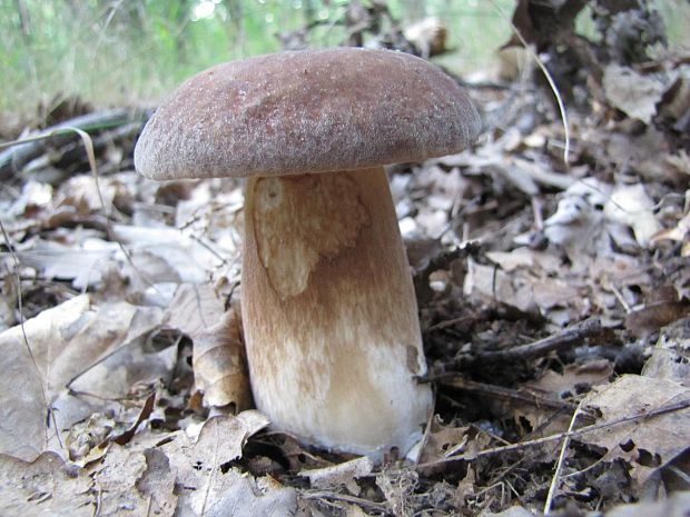 hríb dubový Boletus reticulatus Schaeff.