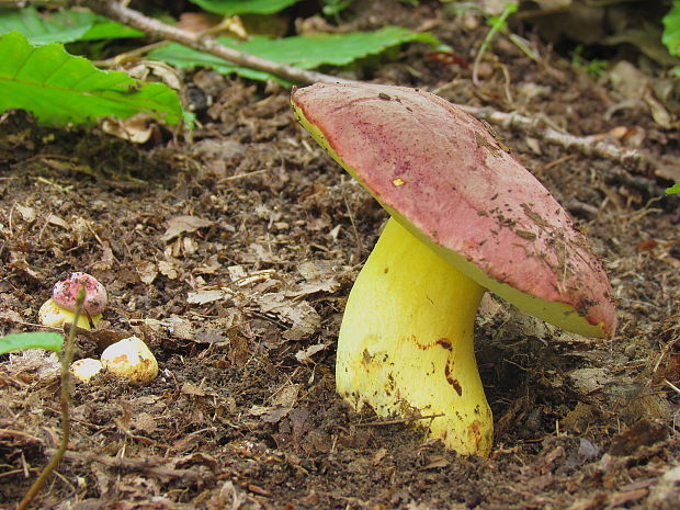 hríb kráľovský Butyriboletus regius (Krombh.) D. Arora & J.L. Frank