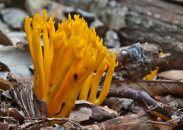 parôžkovec lepkavý Calocera viscosa (Pers.) Fr.