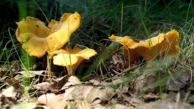 kuriatko oranžové Cantharellus friesii Quél.