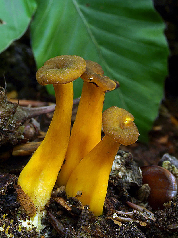 kuriatko žltohnedé Cantharellus lutescens Fr.