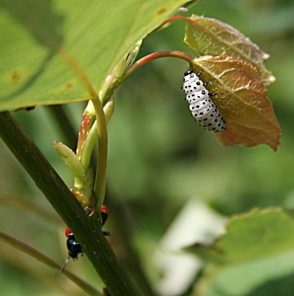 liskavka topoľová - larva Chrysomela populi