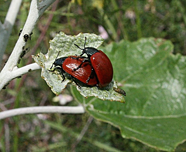 liskavka topoľová Chrysomela populi