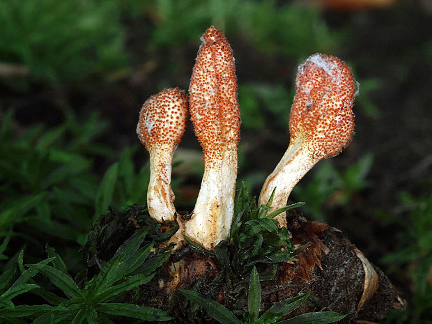 žezlovka hmyzová Cordyceps militaris (Fr.) Link