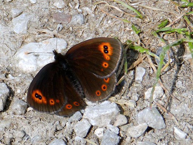 očkáň prstovkový Erebia medusa ssp. brigobanna