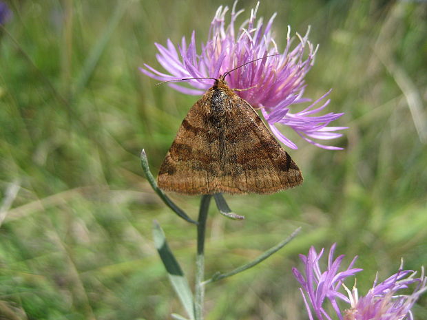 stužkavec hnedý  Euclidia glyphica