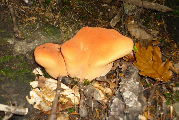 pečeňovec dubový Fistulina hepatica (Schaeff.) With.