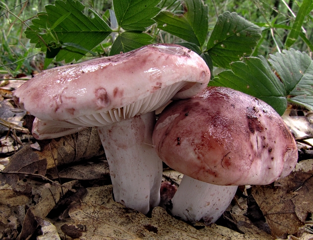 šťavnačka plávkovitá Hygrophorus russula (Schaeff.) Kauffman