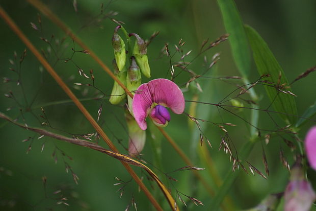 hrachor lesný Lathyrus sylvestris L.