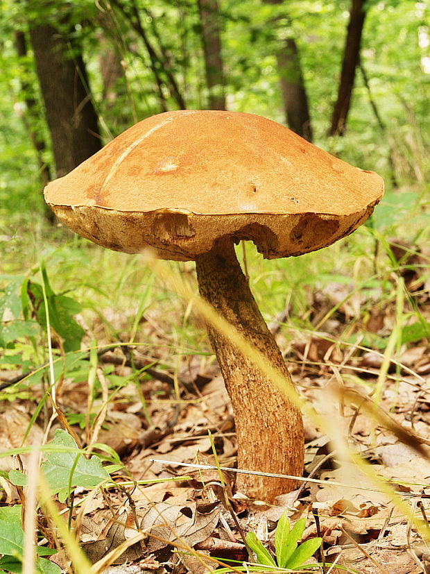 kozák dubový Leccinum aurantiacum (Bull.) Gray