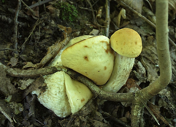 kozák hrabový Leccinum pseudoscabrum (Kallenb.) Šutara