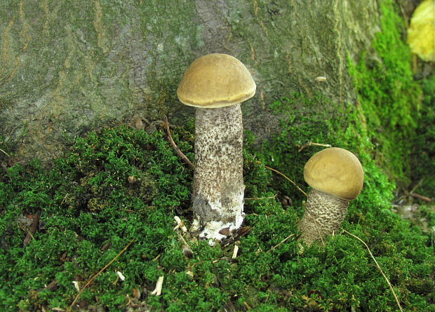 kozák hrabový Leccinum pseudoscabrum (Kallenb.) Šutara