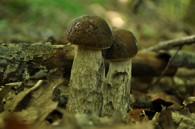 kozák hrabový Leccinum pseudoscabrum (Kallenb.) Šutara