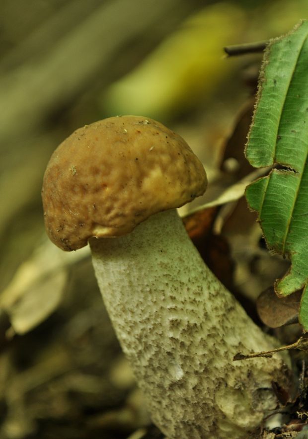 kozák hrabový Leccinum pseudoscabrum (Kallenb.) Šutara