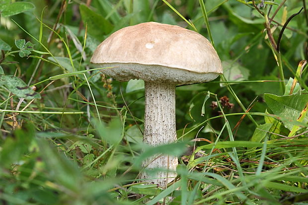 kozák brezový Leccinum scabrum (Bull.) Gray