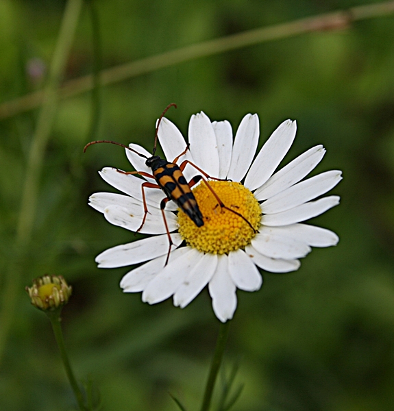 fuzáč škvrnitý Leptura maculata