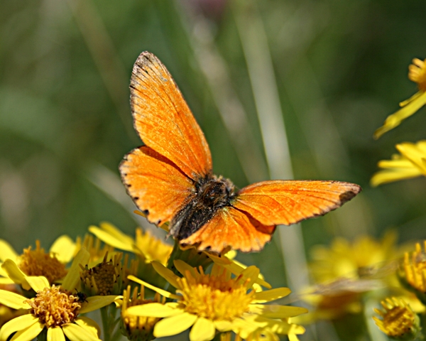 ohniváček celíkový Lycaena virgaureae