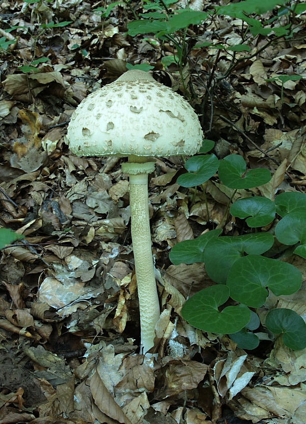 bedľa vysoká Macrolepiota procera (Scop.) Singer