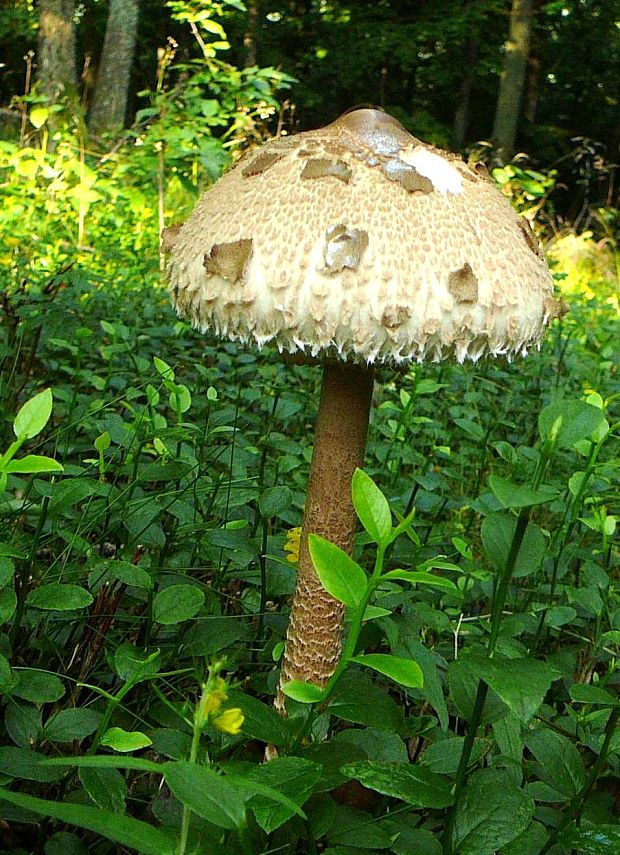 bedľa vysoká Macrolepiota procera (Scop.) Singer