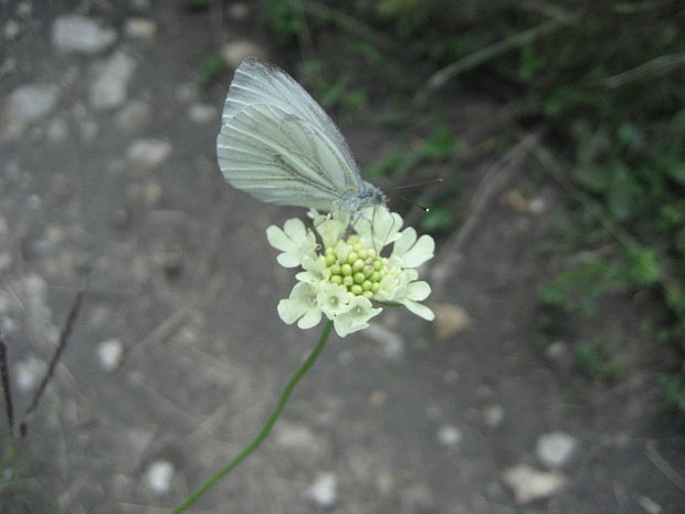 mlynárik repkový  Pieris napi