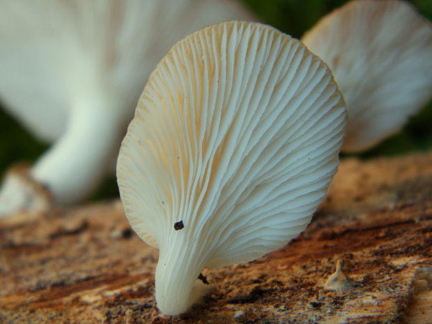 hliva buková Pleurotus pulmonarius (Fr.) Quél.