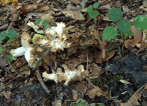 trúdnik klobúčkatý Polyporus umbellatus (Pers.) Fr.