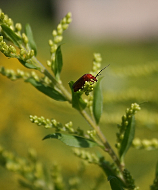 snehulčík žltý Rhagonycha fulva