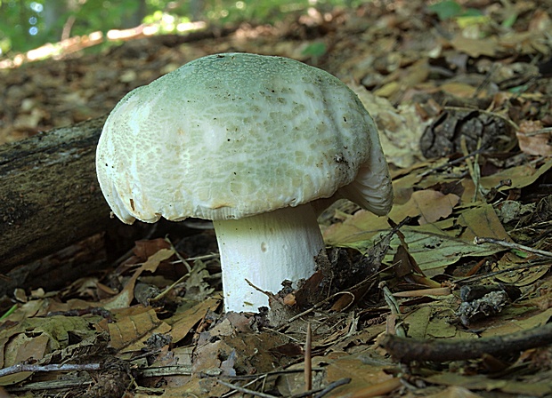 plávka zelenkastá Russula virescens (Schaeff.) Fr.