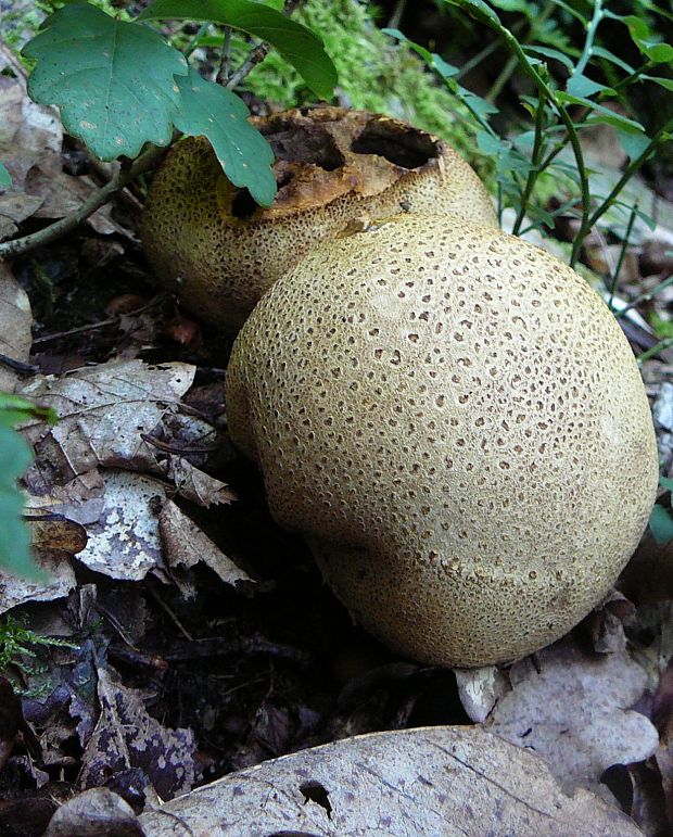 pestrec obyčajný Scleroderma citrinum Pers.