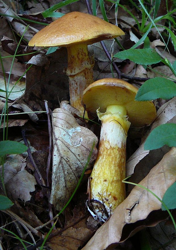 masliak smrekovcový Suillus grevillei (Klotzsch) Singer