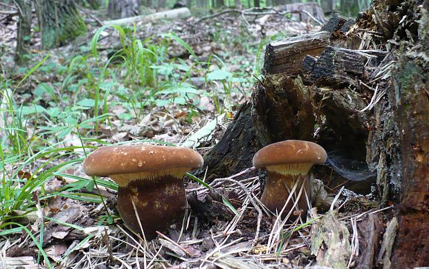 čechračka tmavohlúbiková Tapinella atrotomentosa (Batsch) Šutara