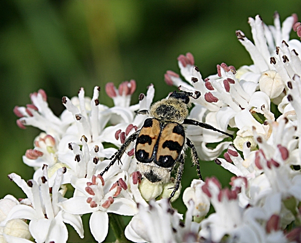 chlpáčik škvrnitý  Trichius fasciatus